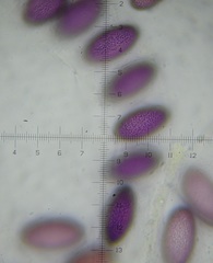 Ascobolus tsavoensis