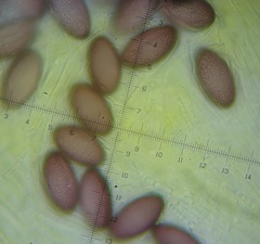 Ascobolus tsavoensis