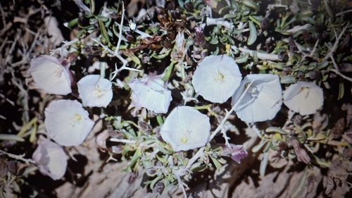 Convolvulus trabutianus