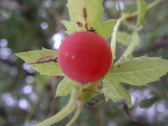 Blastania cerasiformis