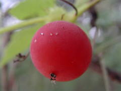 Blastania cerasiformis