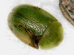 Cassida pusilla