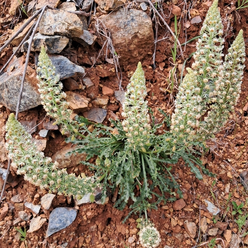 white mignonette
