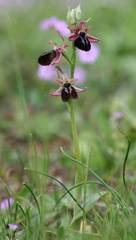 Ophrys sphegodes spruneri