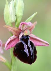Ophrys sphegodes spruneri