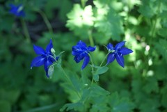 Aquilegia vulgaris