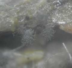 Ovatospora brasiliensis