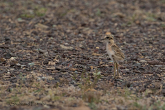 Charadrius leschenaultii