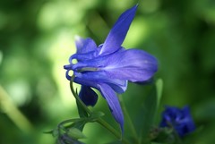 Aquilegia vulgaris