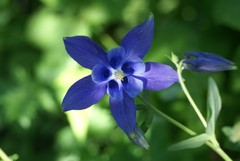 Aquilegia vulgaris