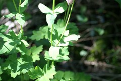 Aquilegia vulgaris