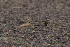 Charadrius leschenaultii