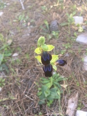 Ophrys fusca iricolor