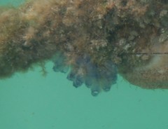 Clavelina moluccensis