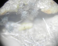 Ovatospora brasiliensis