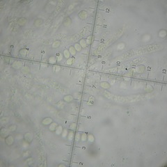 Ovatospora brasiliensis
