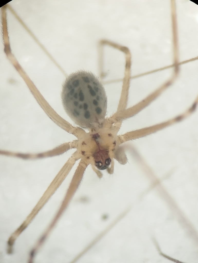 Holocneminus multiguttatus