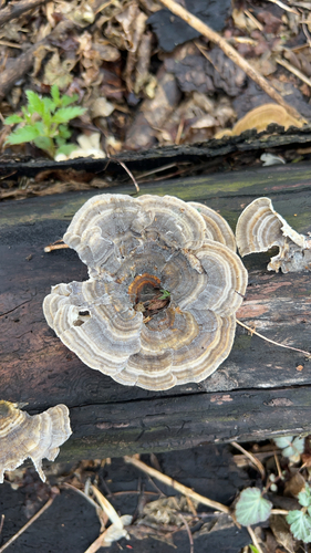 turkey-tail