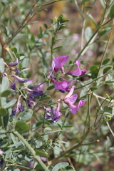 Corethrodendron fruticosum