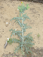 Argemone chisosensis