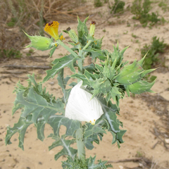 Argemone chisosensis