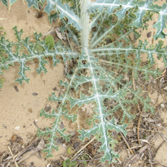 Argemone chisosensis