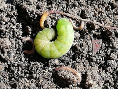 Phlogophora