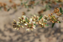 Lespedeza juncea