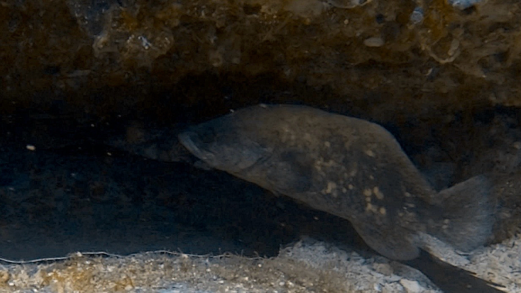 Mottled soapfish (Rypticus bicolor) — Serranidae