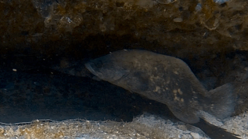 Mottled soapfish (Rypticus bicolor) — Serranidae
