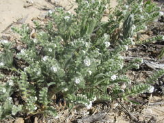 Cryptantha crassisepala crassisepala