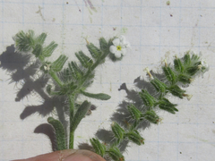 Cryptantha crassisepala crassisepala