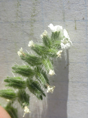 Cryptantha crassisepala crassisepala