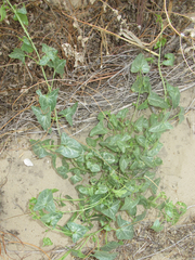 Epixiphium wislizeni