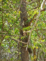 Eulemur rufifrons