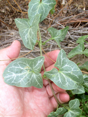 Epixiphium wislizeni
