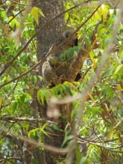 Eulemur rufifrons