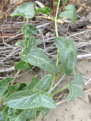 Epixiphium wislizeni