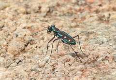 Jansenia rugosiceps