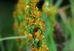 Manulea obovata