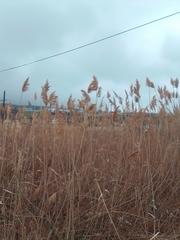 Phragmites australis