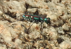 Cicindelina