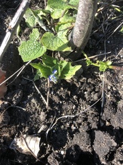 Brunnera