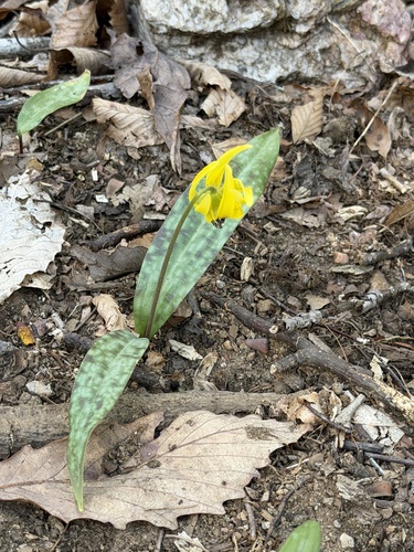 Erythronium umbilicatum, photograph 4