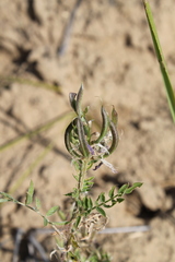 Astragalus davuricus