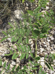 Mimosa rupertiana