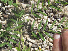 Mimosa rupertiana