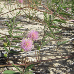 Mimosa rupertiana
