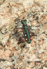 Jansenia rugosiceps
