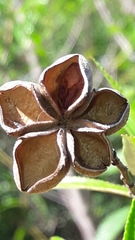 Kageneckia lanceolata, photograph author not stated, no rights reserved